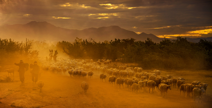 An Hoa Sheep Farm