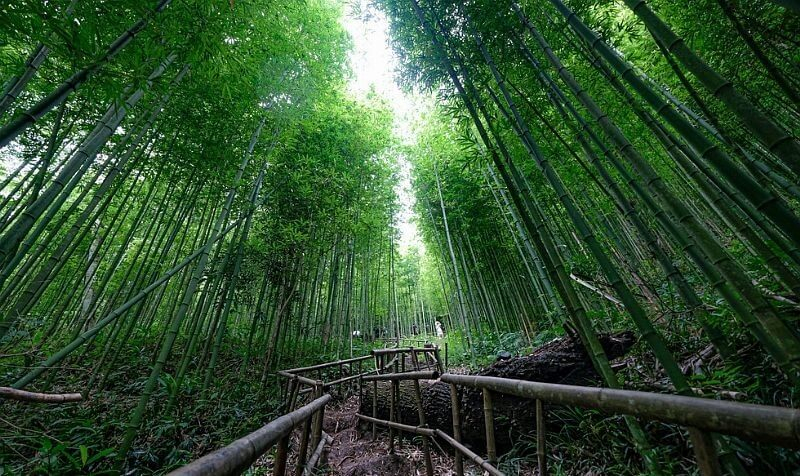 Na Hang Tua Chu bamboo forest