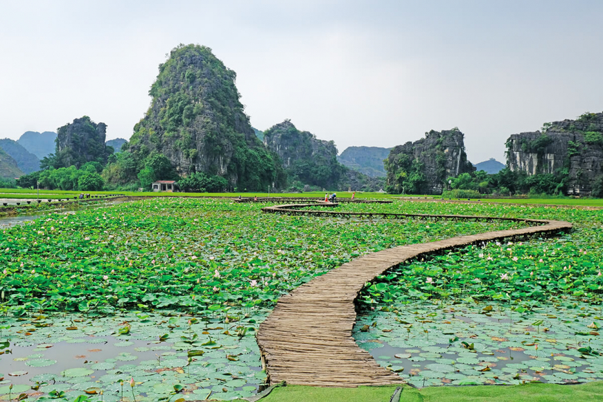 Ninh Binh Lotus