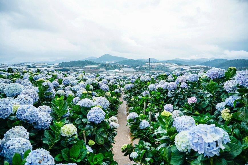 Dalat Flower gardens