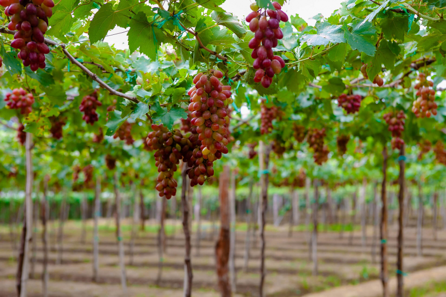 Ninh Thuan - Ba Moi Vineyard