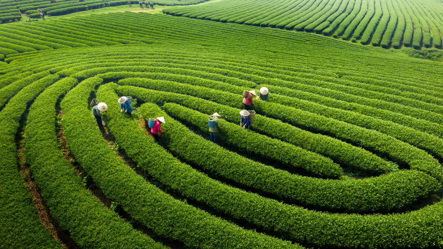 tea field in Moc Chau