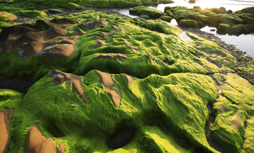 Strange rocks and moss in the morning at Co Thach beach