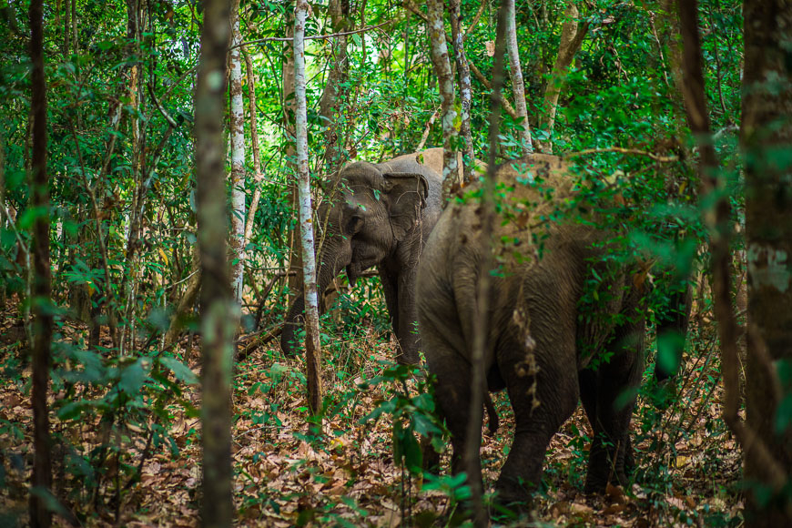 elephant tour vietnam